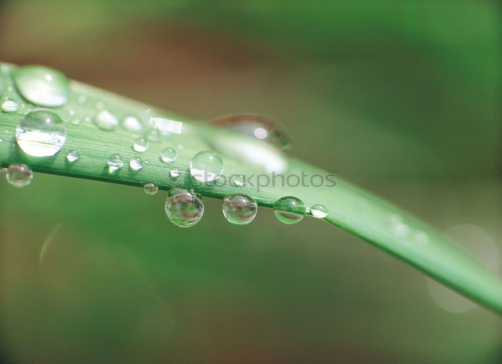 Similar – Image, Stock Photo After the rain Grass