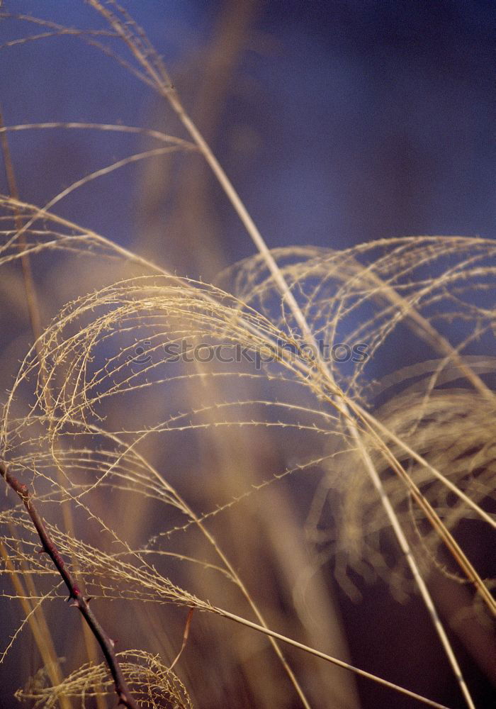 Similar – Laterne hinter Zweigen am Abend