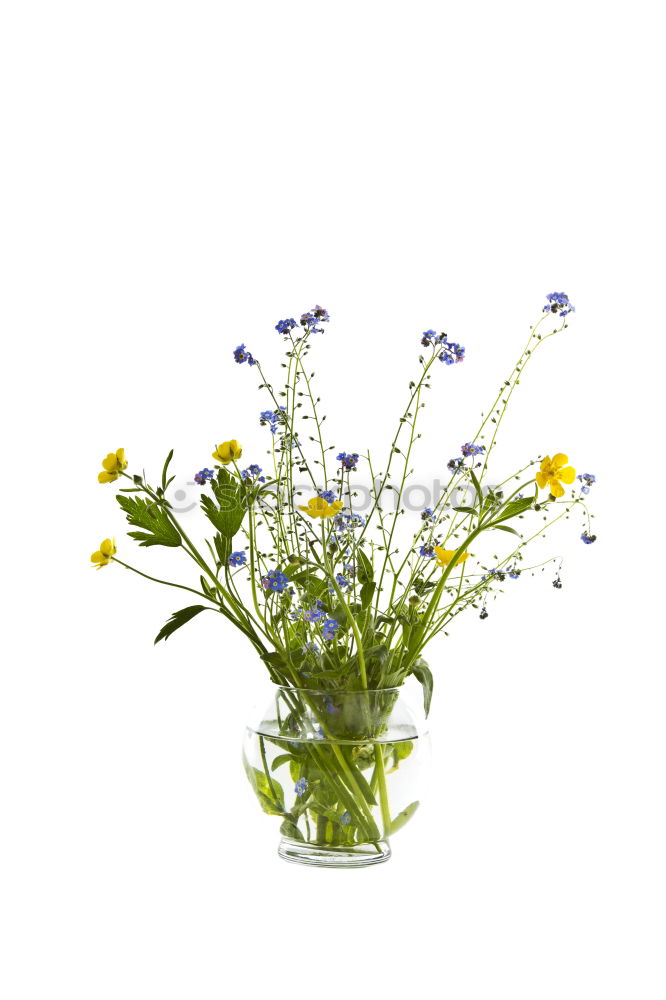 Similar – Image, Stock Photo Yarrow; Achillea; millefolium;