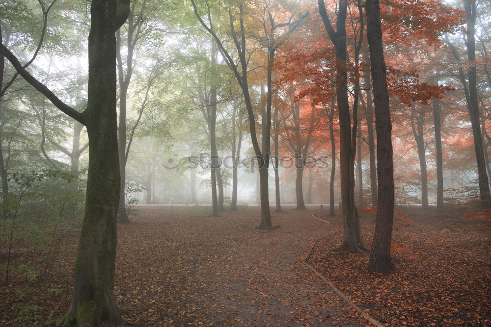 Similar – Autumn Nature Fog Tree