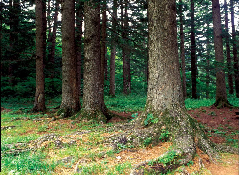 Similar – Image, Stock Photo mountain forest Forest