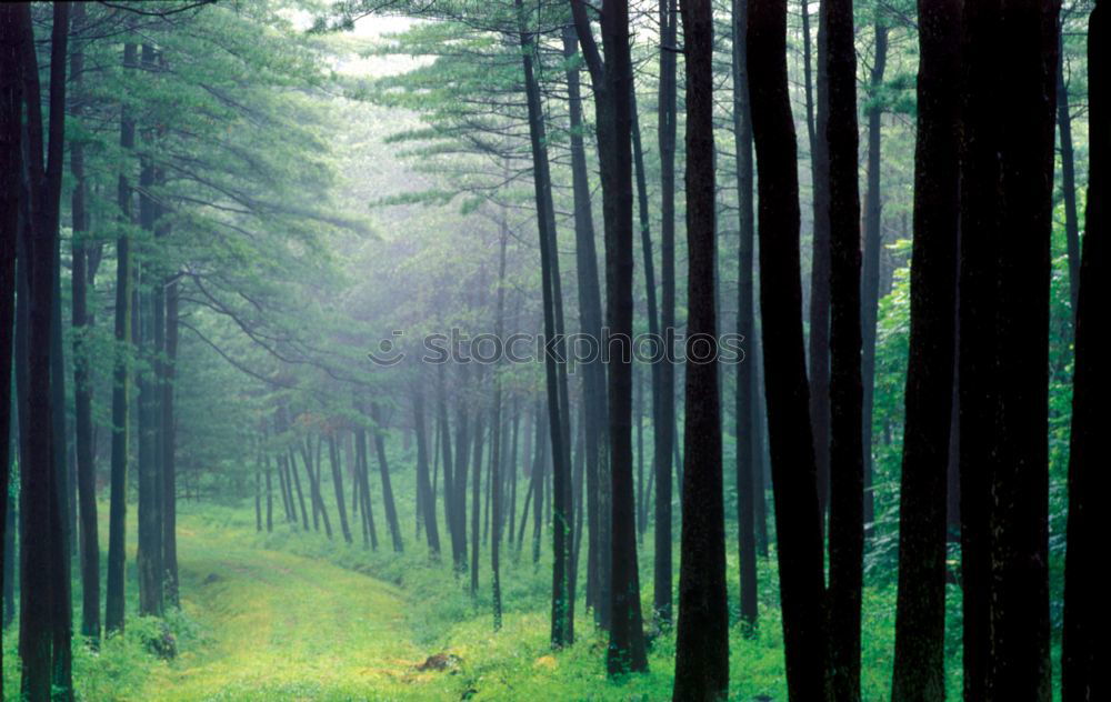 Similar – Image, Stock Photo One hundred and forty-five trees in the forest