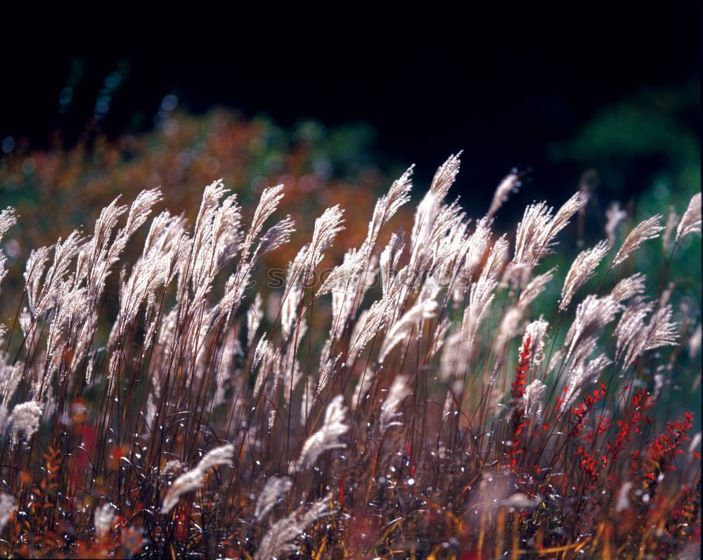 Similar – Dünengras Gras Strand See