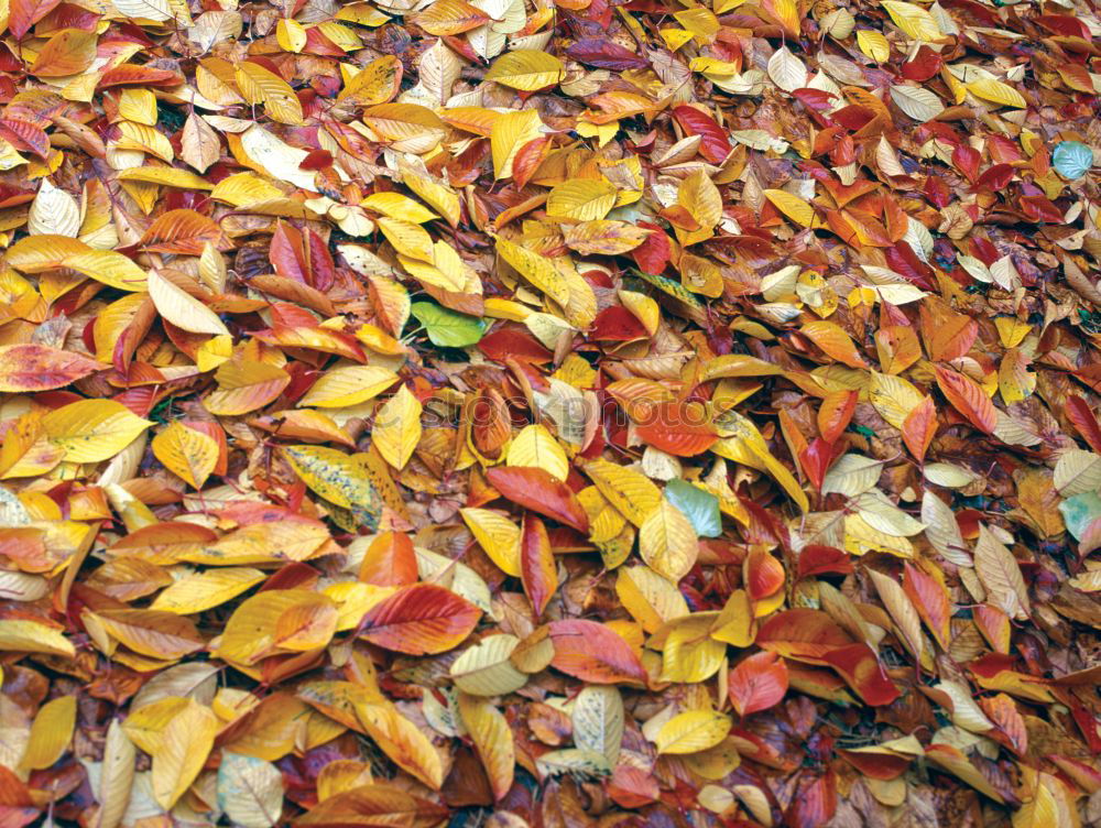 Similar – autumn Herbst Blatt Gras