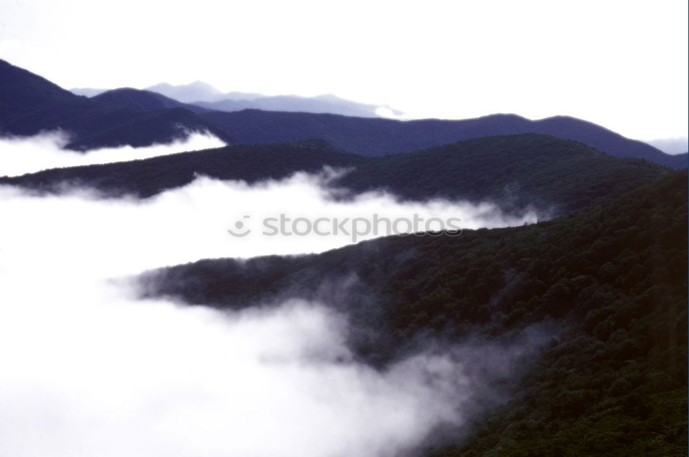 Similar – Image, Stock Photo rainforest area