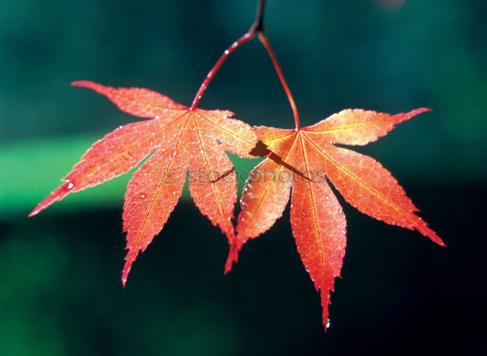 Similar – Image, Stock Photo leaf on leaf Environment