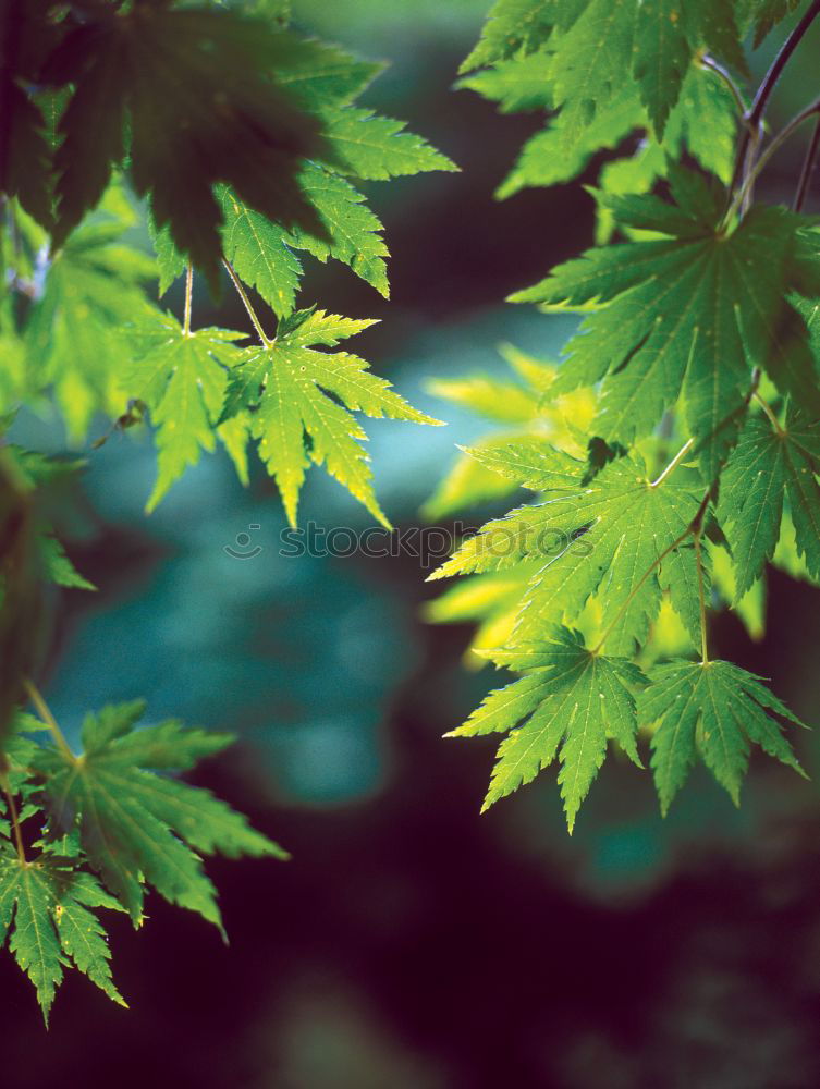 Similar – Image, Stock Photo leaf on leaf Environment