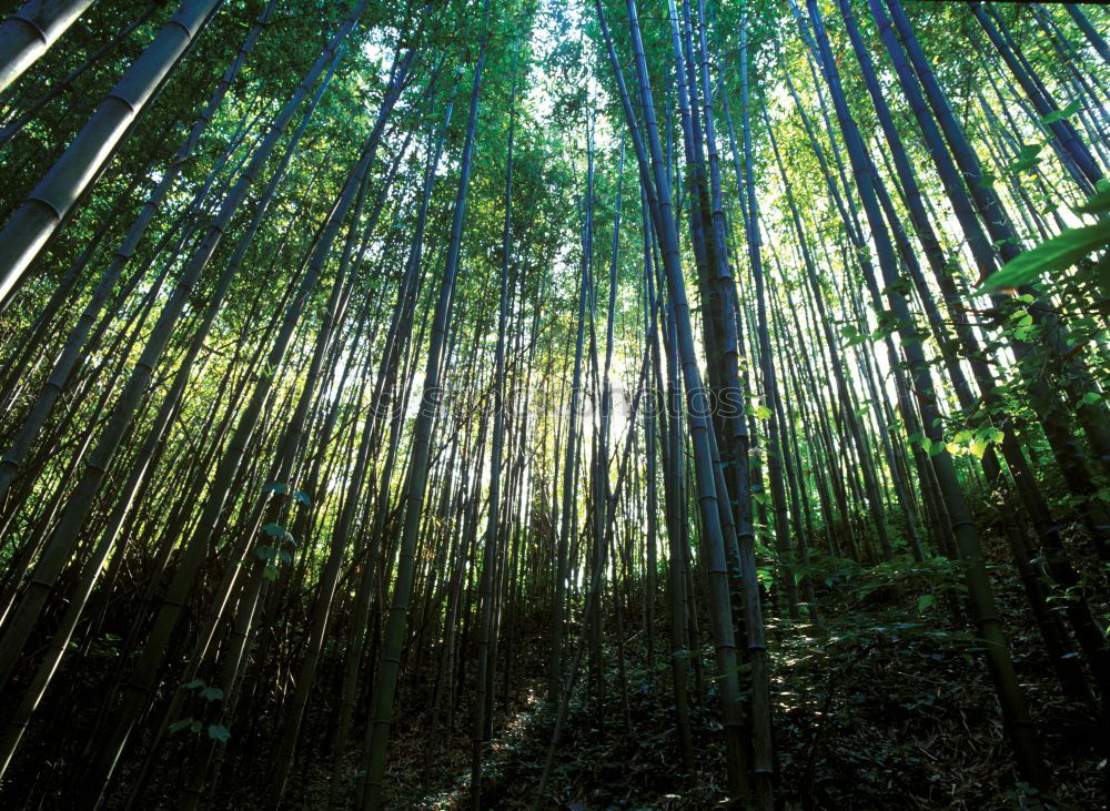 Similar – Image, Stock Photo aberrations Forest Mystic