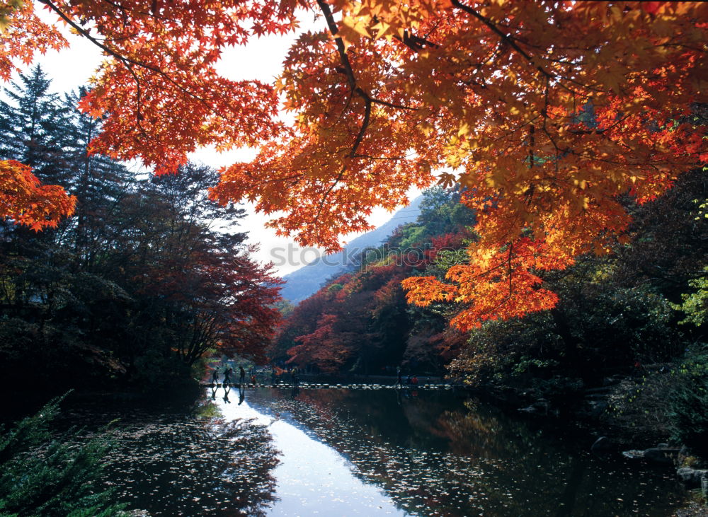 Similar – Autumn at the river