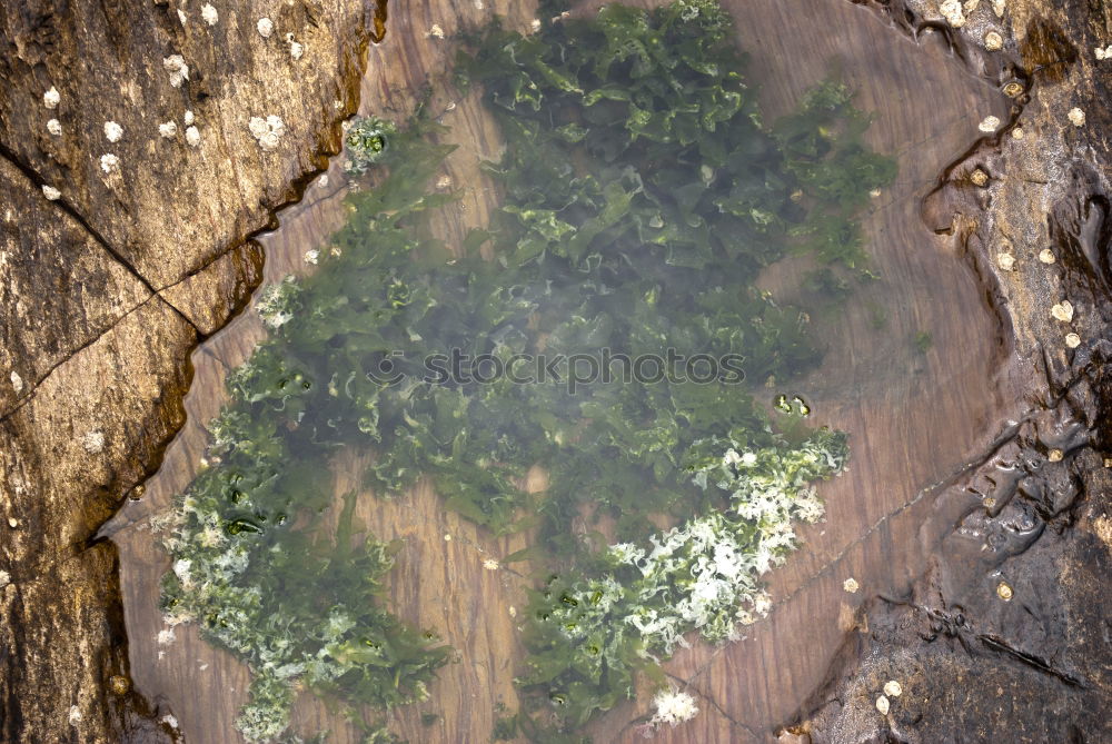 Similar – Image, Stock Photo Wood background with elderberries