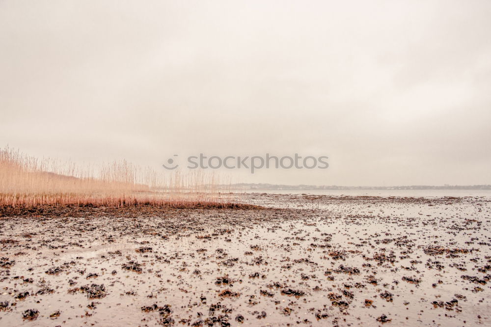 Similar – Image, Stock Photo reindeer raft Agriculture