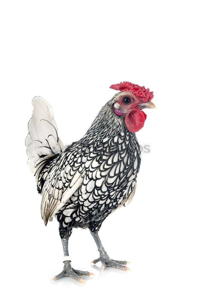 Similar – Image, Stock Photo Free range! Egg Poultry