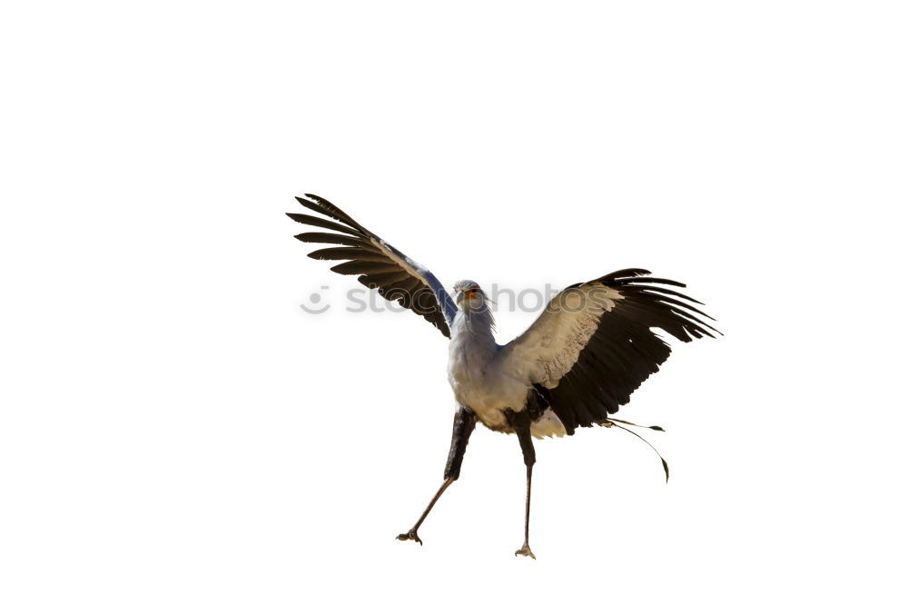 Similar – Image, Stock Photo stork with rattle Stork