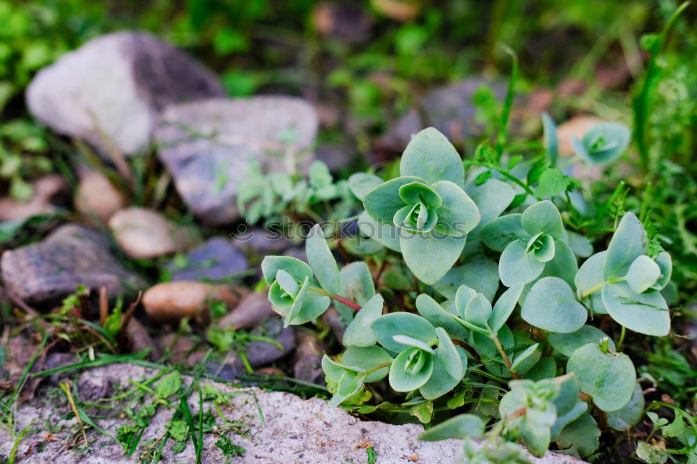 Similar – Image, Stock Photo flustered state Flower