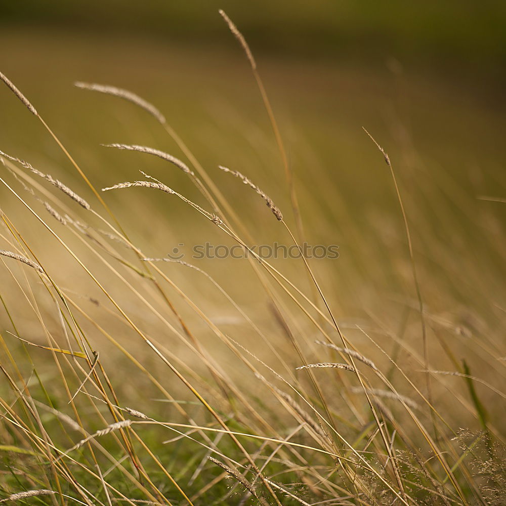 on the bank Environment