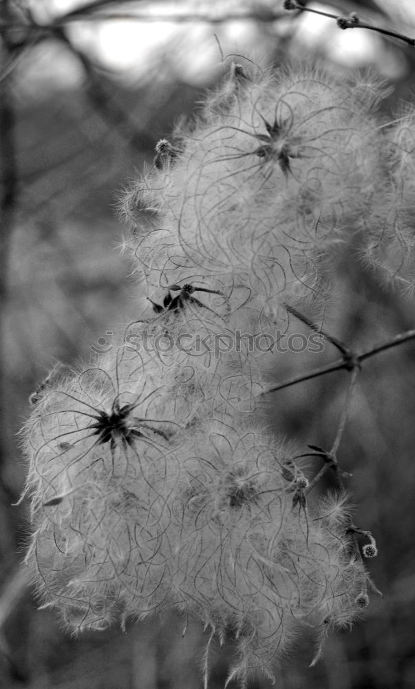 Similar – Dandelion in November