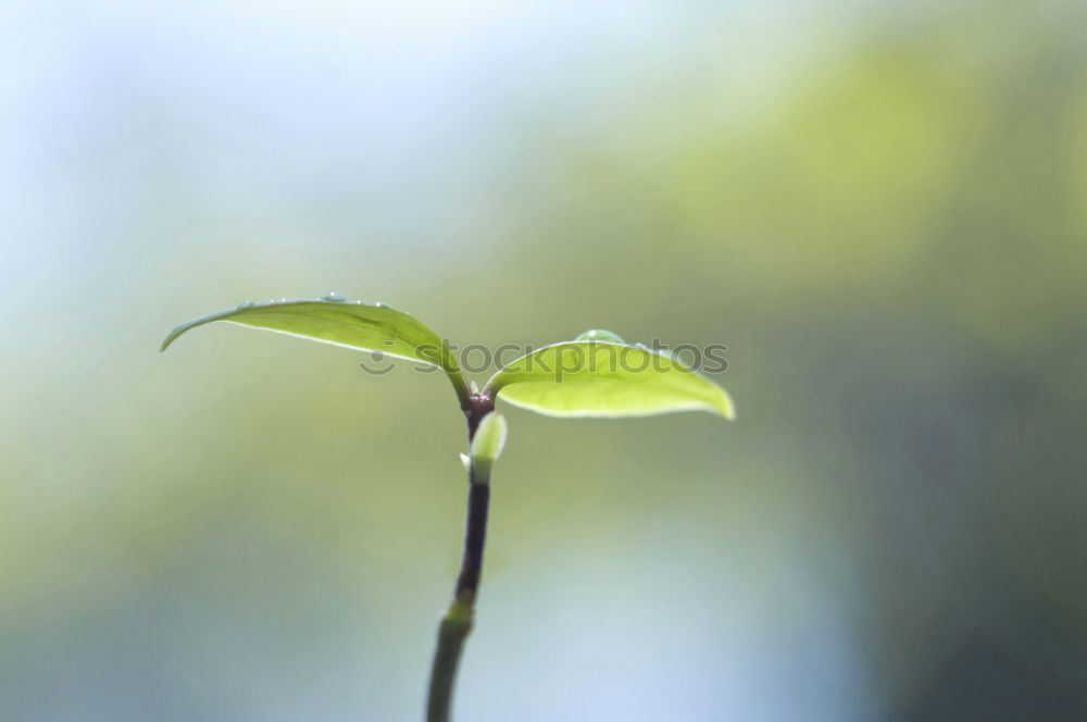 Similar – bud Colour photo