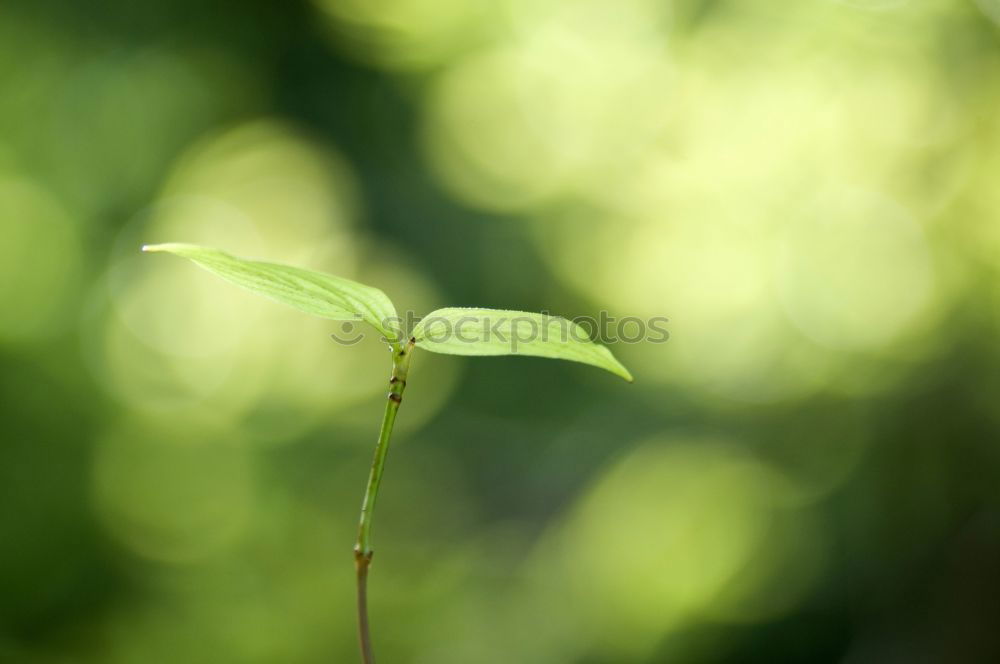 Similar – Image, Stock Photo peppermint Plant Leaf