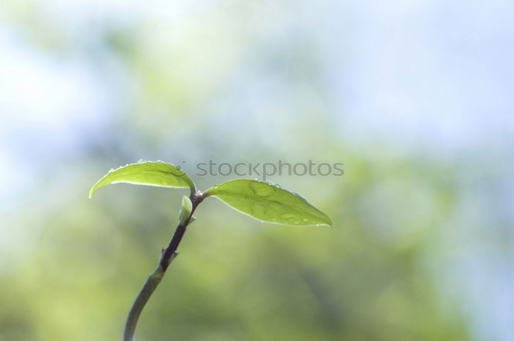 Similar – bud Colour photo