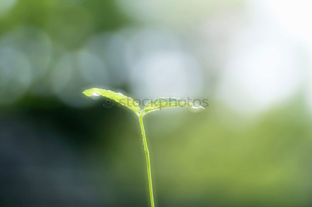 Similar – Image, Stock Photo Garden pleasure with dill