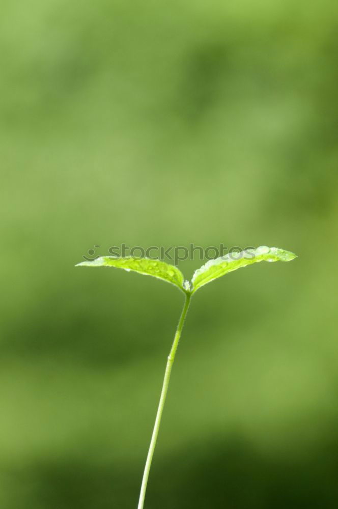 Similar – dandelion Environment