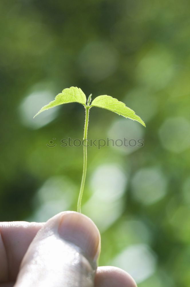 Image, Stock Photo offshoot Summer Garden