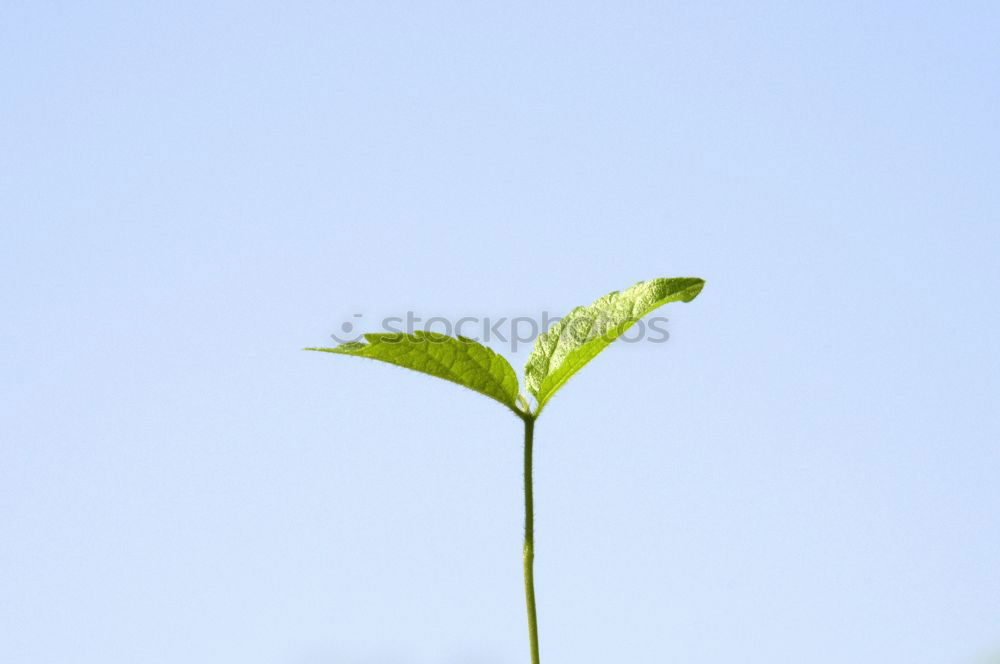 Similar – frühlings grün Blatt Ast