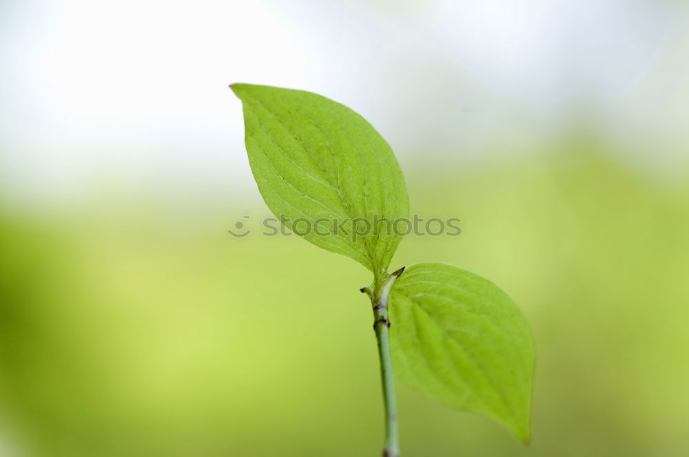 Similar – Image, Stock Photo Refreshing mint