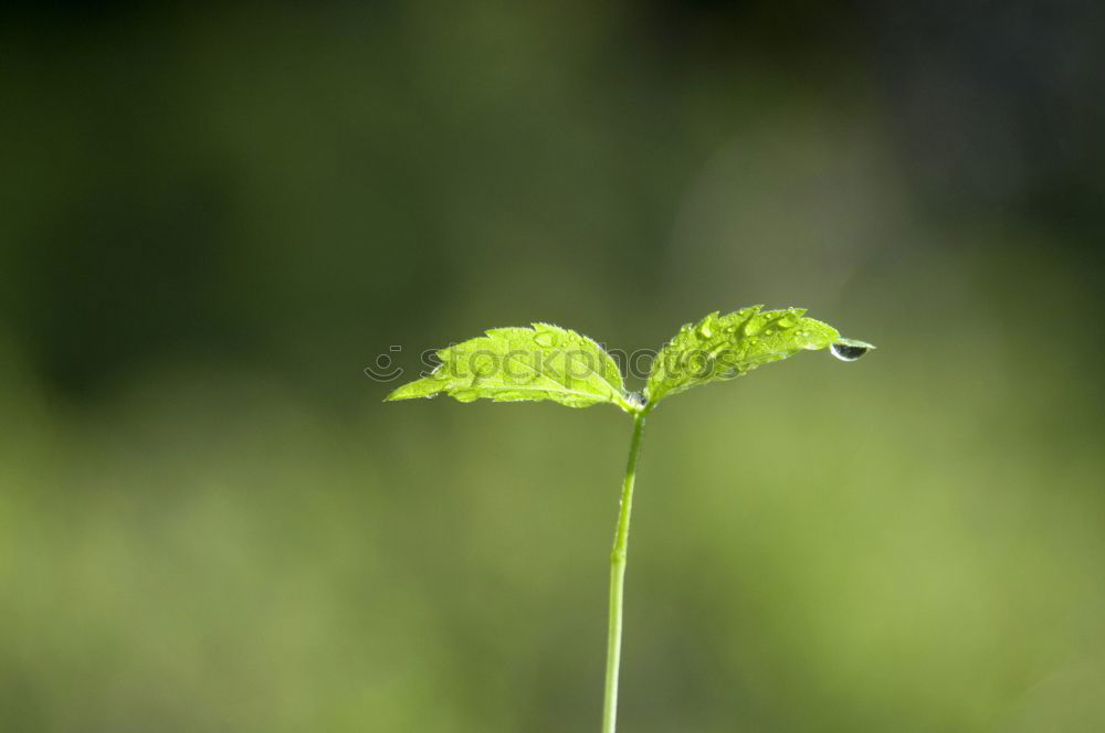 Similar – Close-up of leaves of a young avocado plant from a bird’s eye view