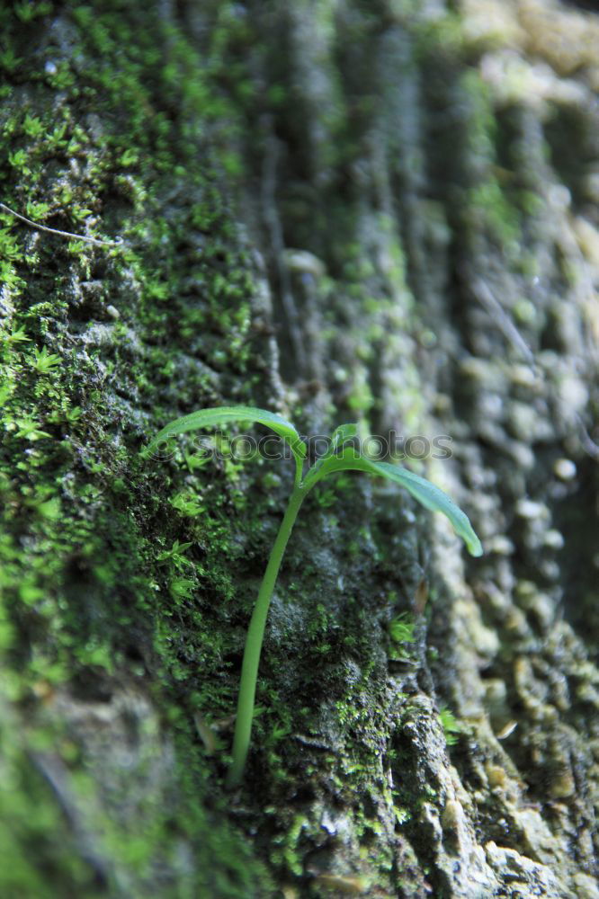 Similar – Ivy with tree Tree Tendril