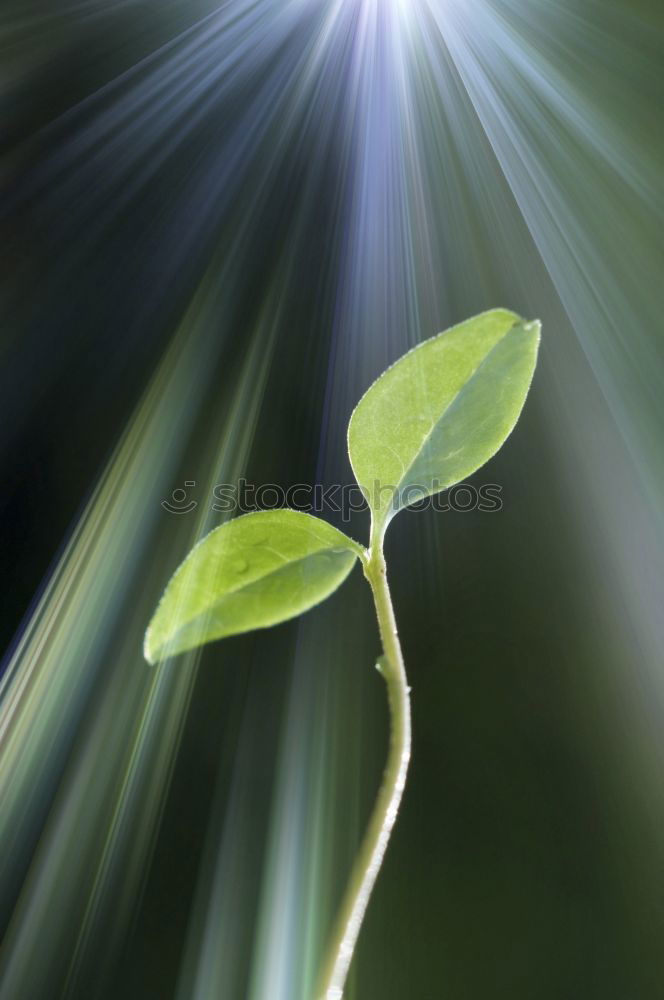 Similar – Close-up of leaves of a young avocado plant from a bird’s eye view