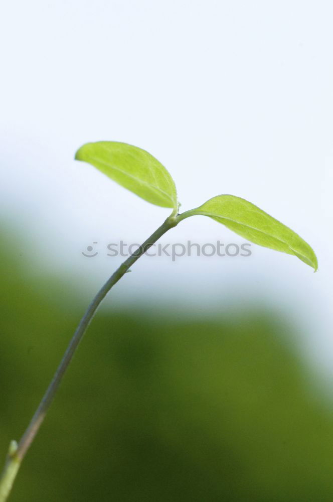 Similar – cress forest Cress Grass