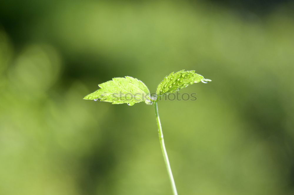 Similar – dandelion Environment