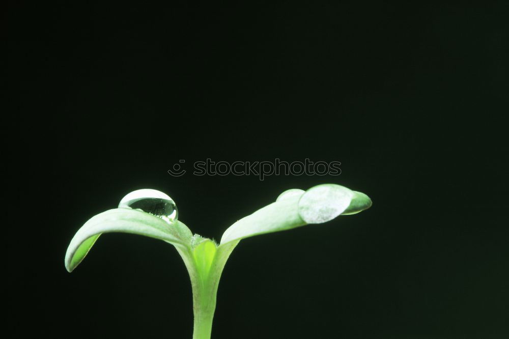 Ornamental garlic buds, allium, bud,