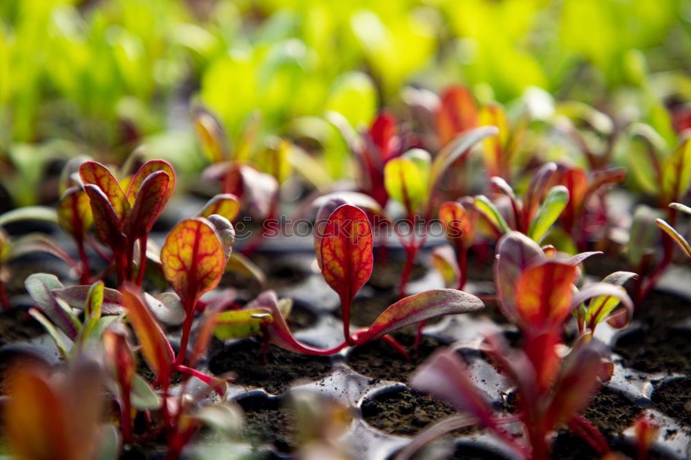 Similar – Mangold red-green Plant