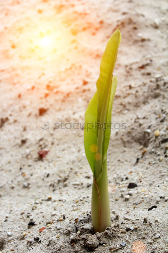 Similar – Image, Stock Photo sun Grass Green