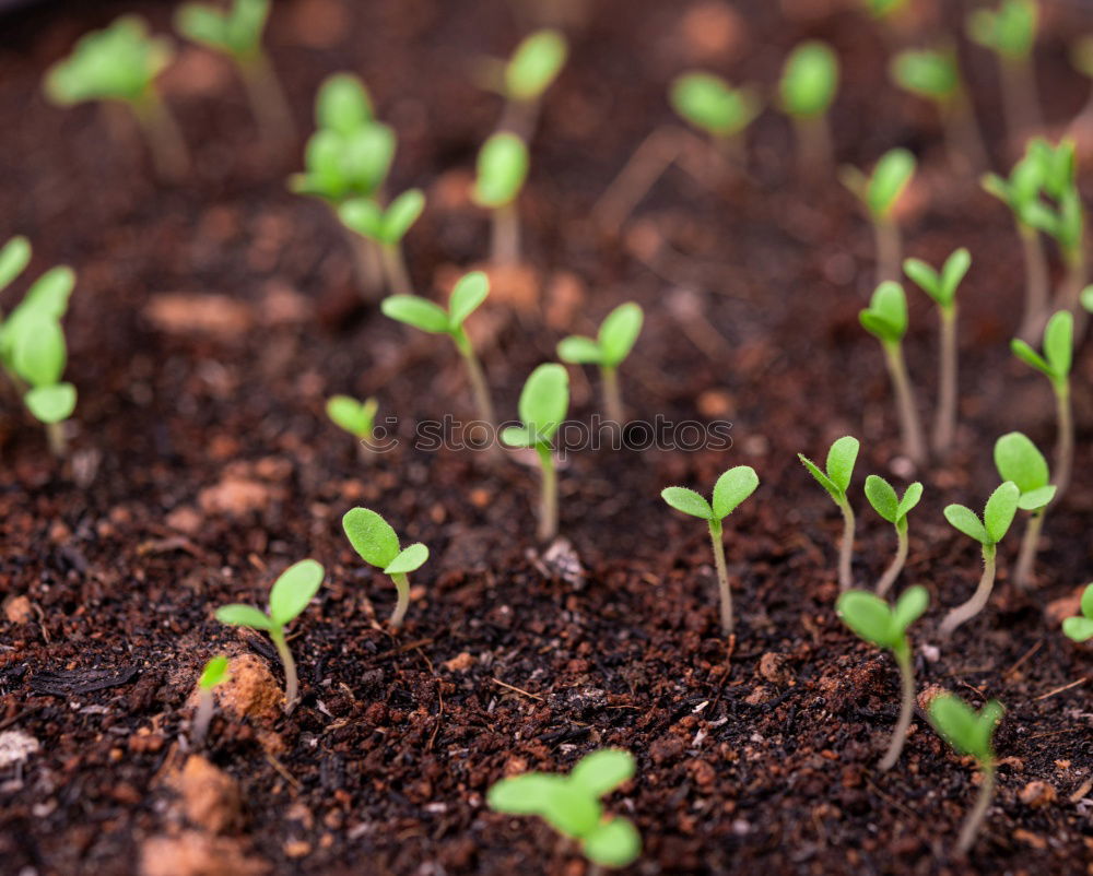 Similar – urban gardening to be reared