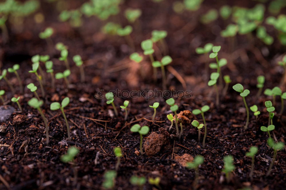 Similar – Vegetable cultivation on the balcony