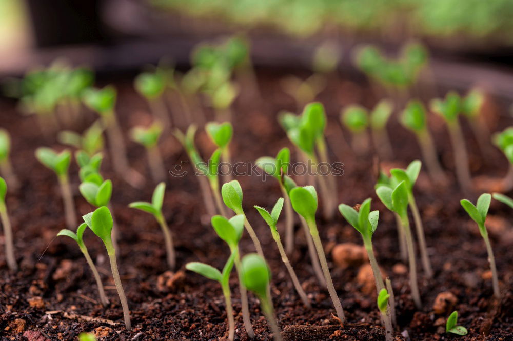 Similar – Image, Stock Photo Beetroot plant in an earthen pot in a raised bed between small salad plants