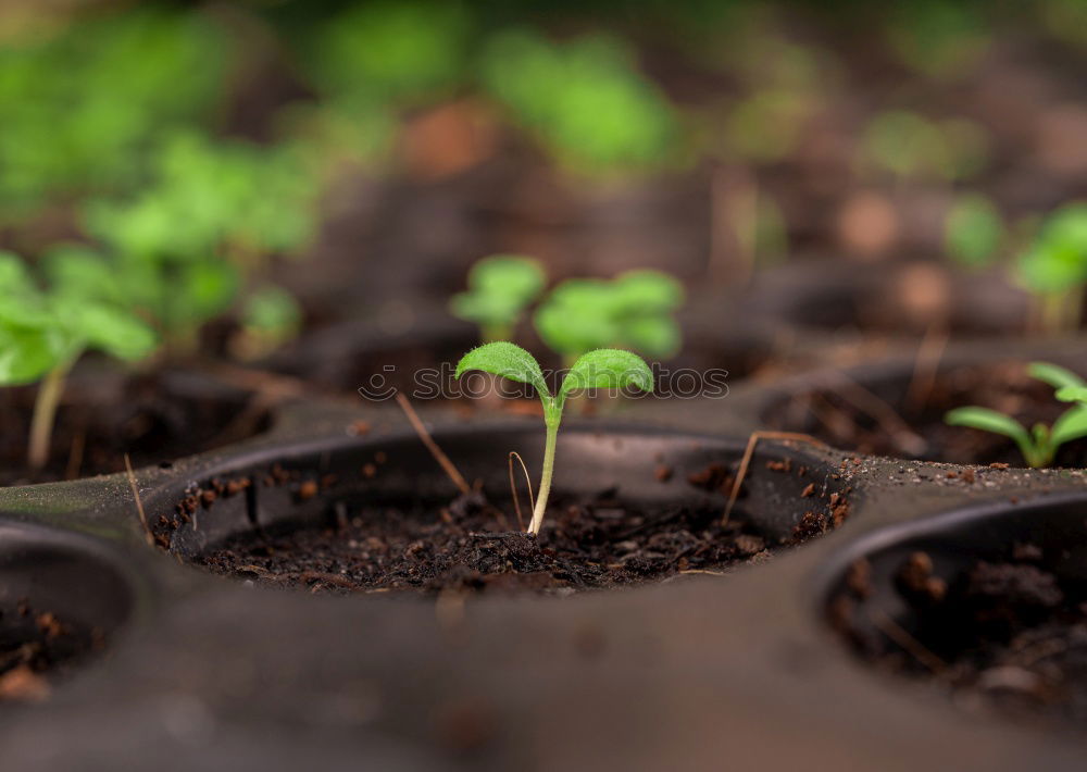 Similar – urban gardening to be reared