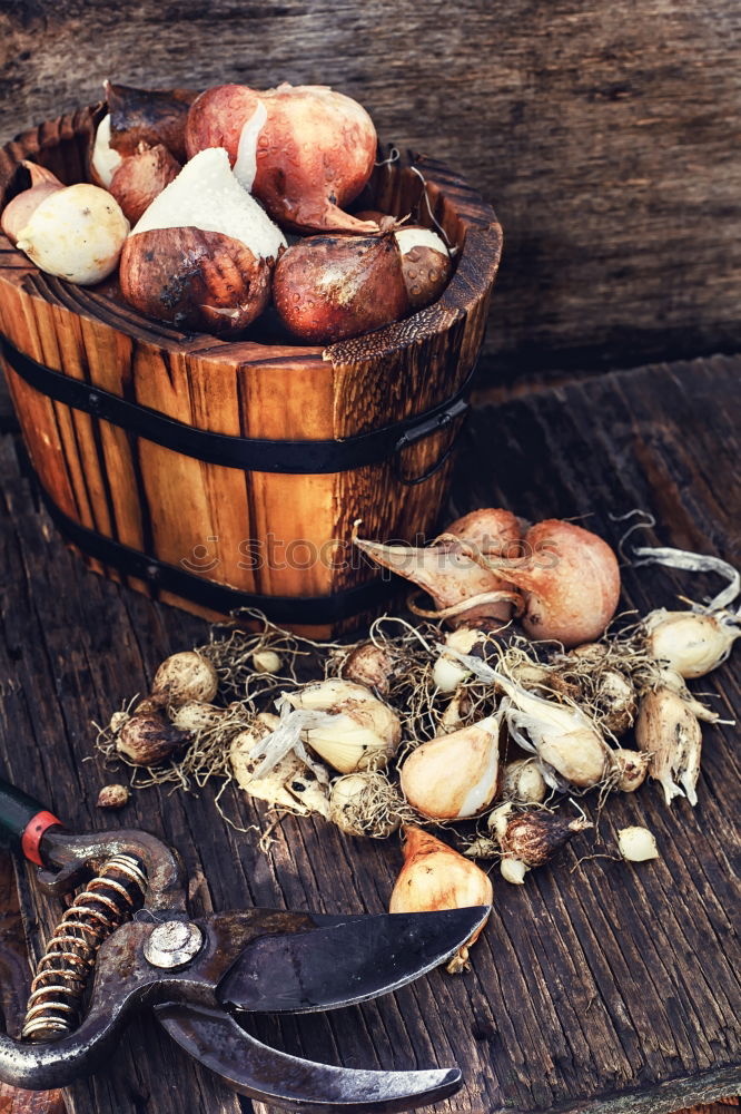 Similar – Image, Stock Photo jeschnibbelte mushrooms III