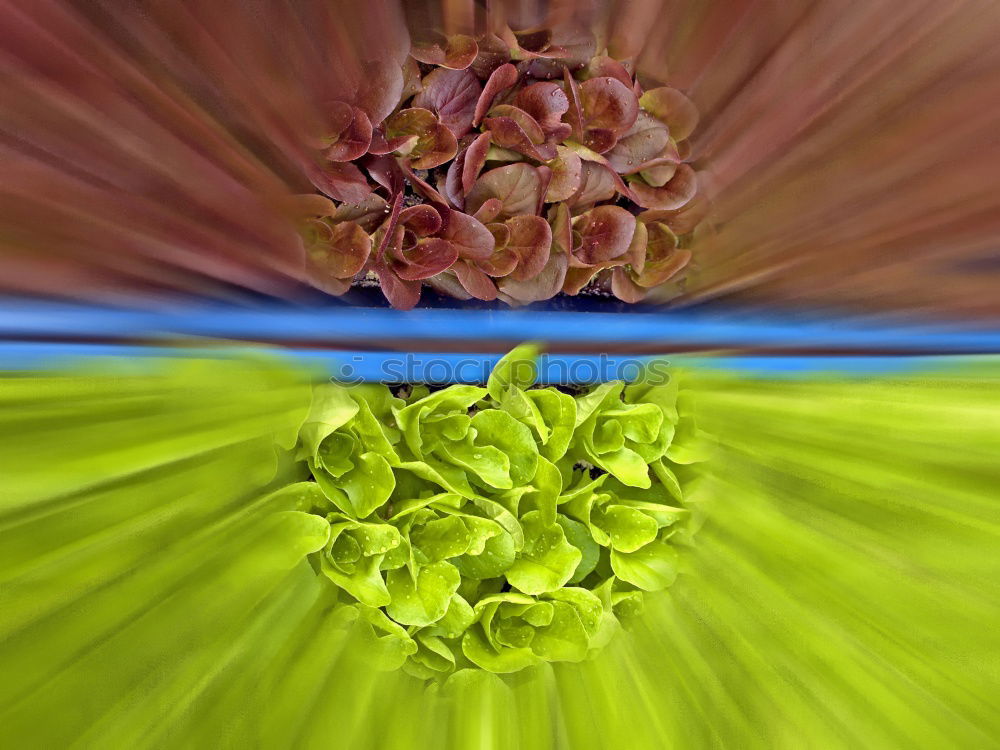 Similar – Image, Stock Photo hazelnuts Nature Plant