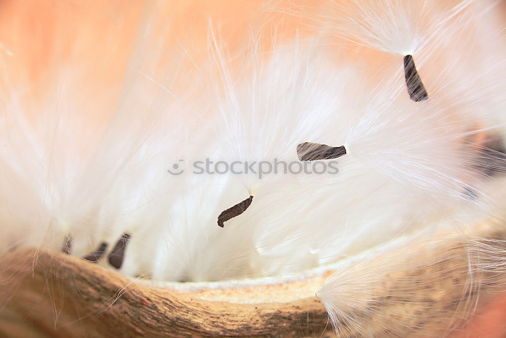 Image, Stock Photo STANDARD Hen’s egg