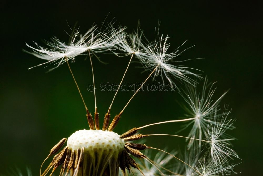 Similar – Image, Stock Photo Dill, without additives