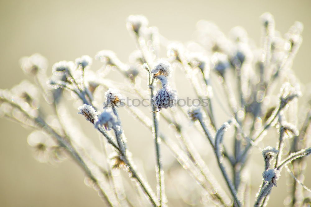 Similar – Image, Stock Photo Lavender Dream Environment