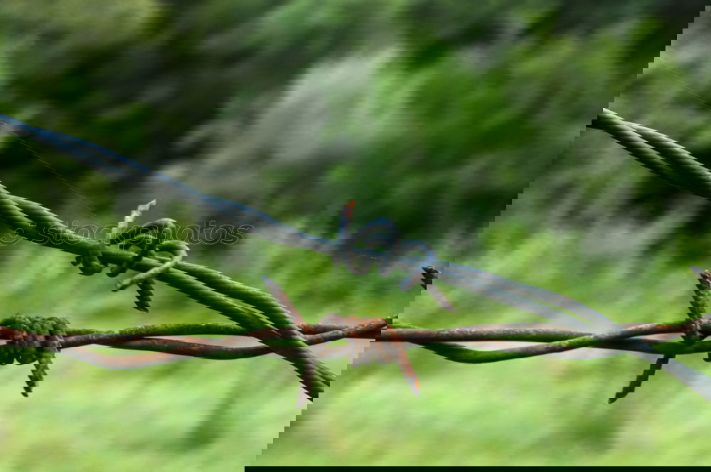 Similar – Image, Stock Photo barbed wire Barbed wire