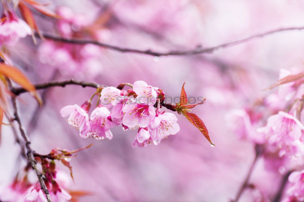 Similar – Image, Stock Photo pink flower plant in springtime