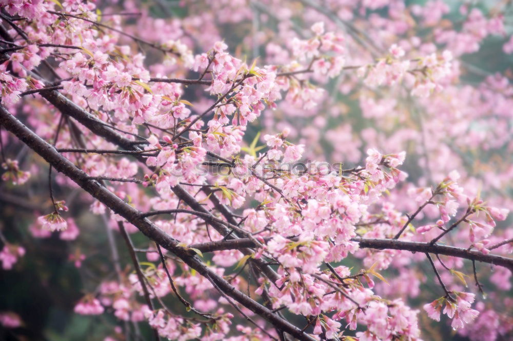 cherry blossom Spring