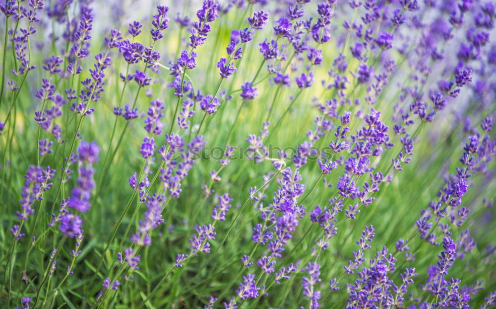 Similar – Dufte Blüte Blume Geruch