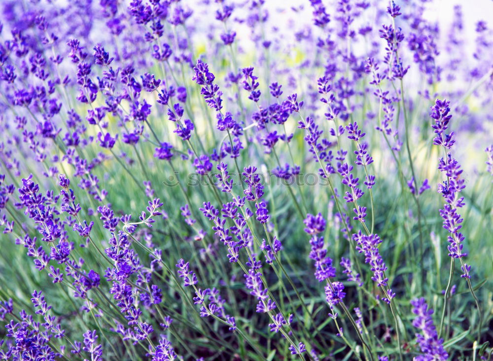 Similar – Dufte Blüte Blume Geruch